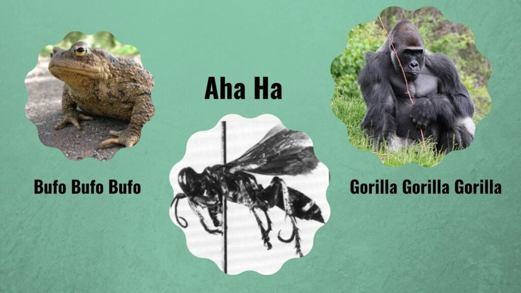Fun Latin Names