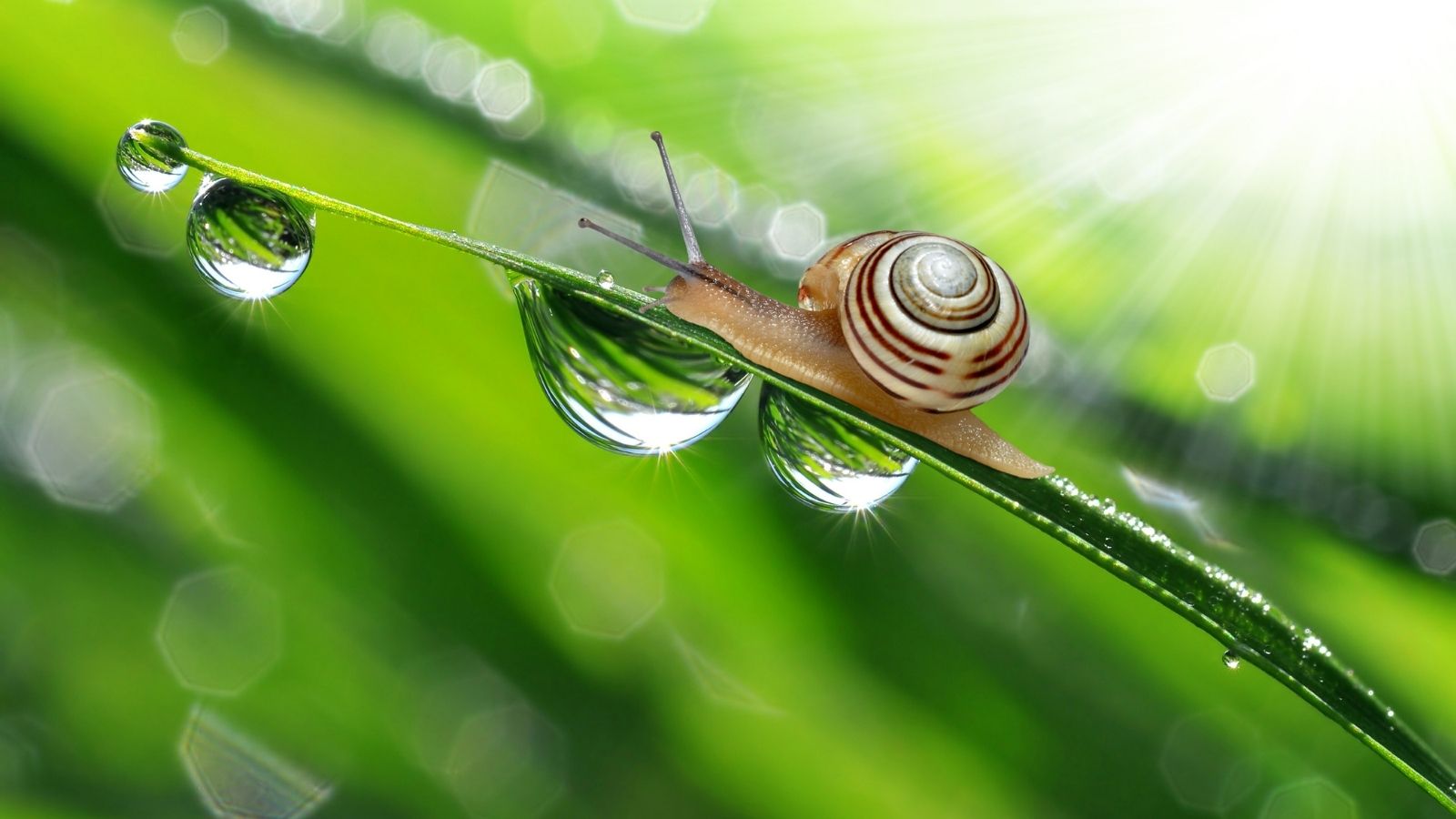 Snail Raining Why Do Snails Come Out When It Rains? - OkButWhy