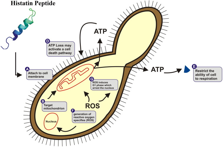 How to Quickly Heal Wounds of Animals: Licking Histatin Peptide