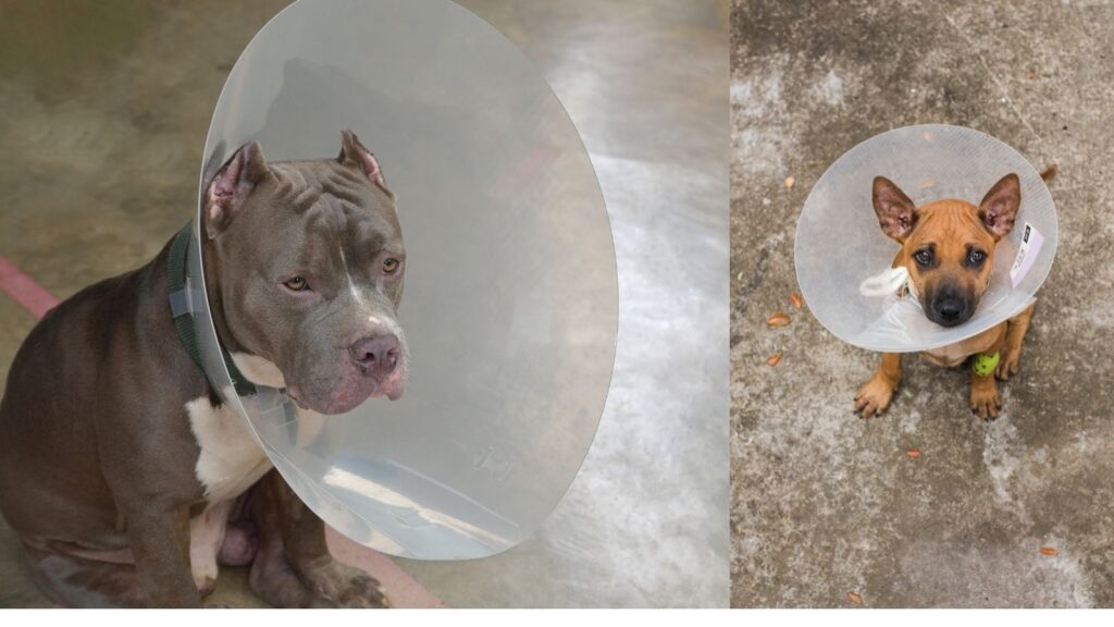 Dog Collar Image