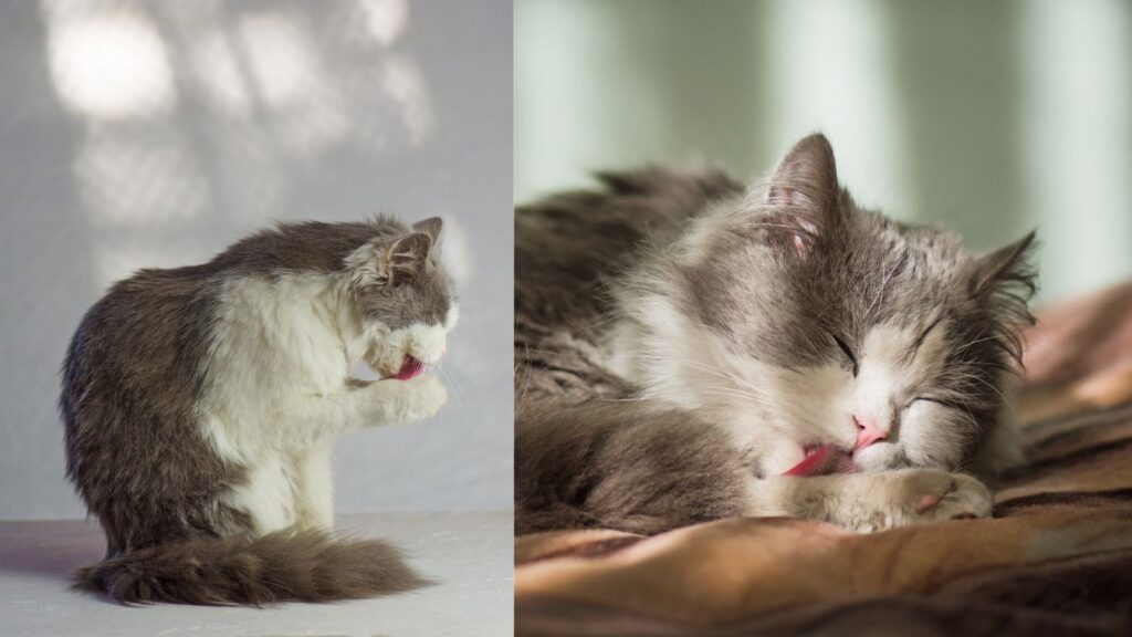 Cat Licking Image