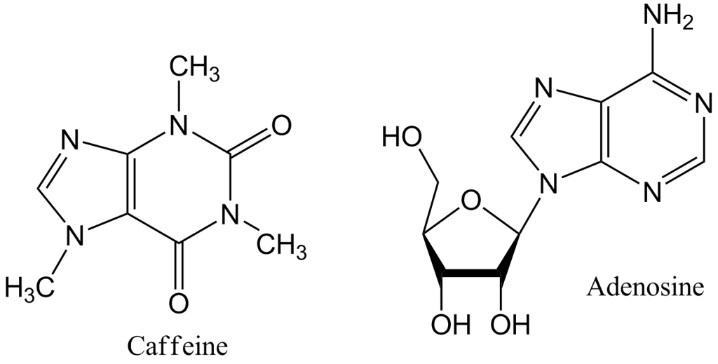 Caffeine and Adenosine