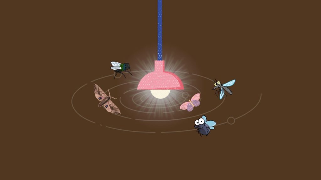 Why Flies Head To Lamp