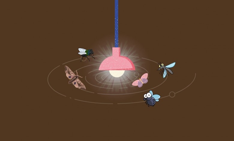Why Do Flies Head To The Lamp? Sinekler Neden Lambaya Kafa Atar
