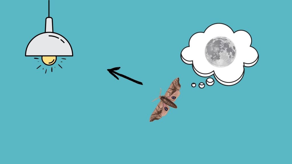 Orientation of flies to the Moon