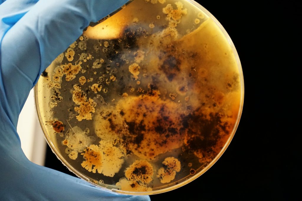 Bacterial
