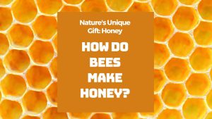 Podcast How Do Bees Make Honey