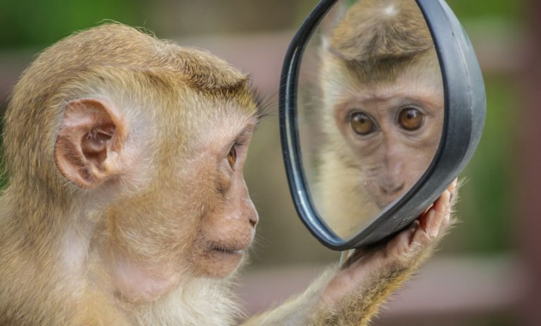 What Is the True Color of a Mirror? Mirror