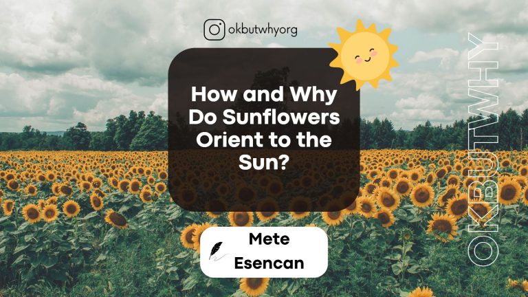 Sunflowers orientation