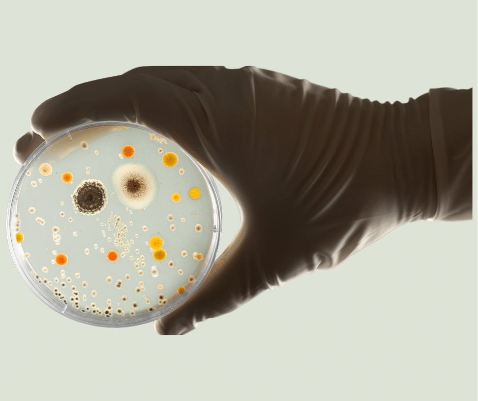 bacteria