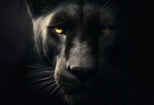Dark Lords of the Forest: Black Panthers
