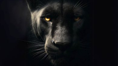 Dark Lords of the Forest: Black Panthers