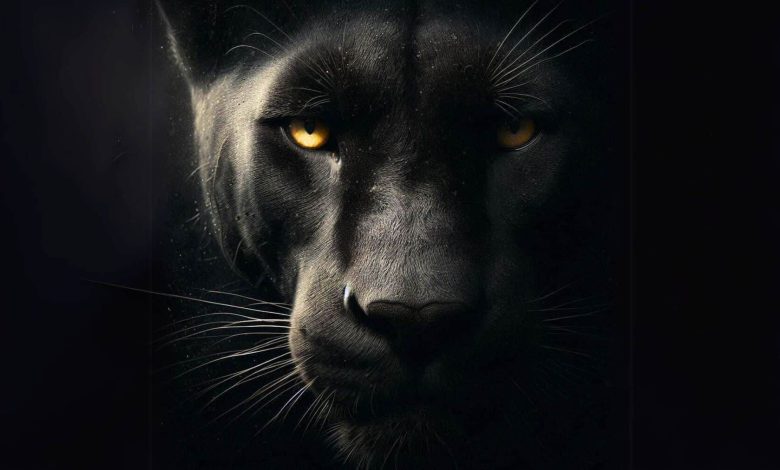 Dark Lords of the Forest: Black Panthers