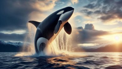 Pirate of the Ocean: The Killer Whale Pirate of the Ocean: The Killer Whale