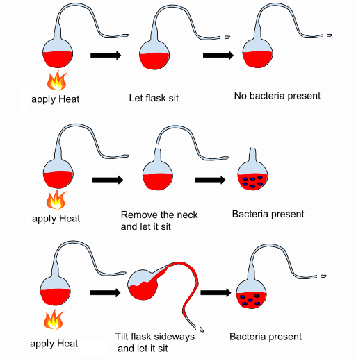 Louis Pasteur: Father of Microbiology Louis Pasteur