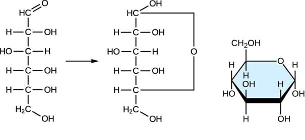 Nobel Chemistry Award – 1902 – Hermann Emil Fischer Purin