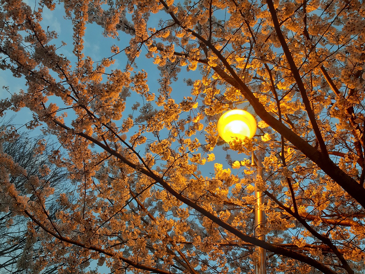 cherry blossom 5015109 1280