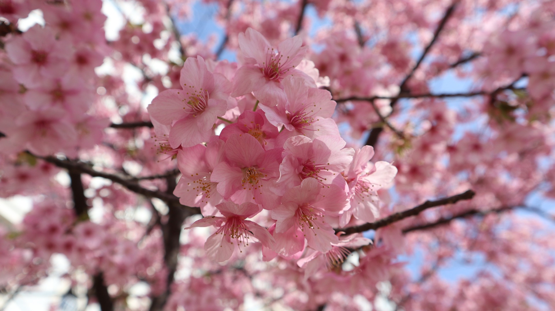 sakura 7090348 1920