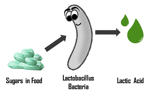 Louis Pasteur: Father of Microbiology A cartoon Lactobacillus bacterium converts food sugars into lactic acid