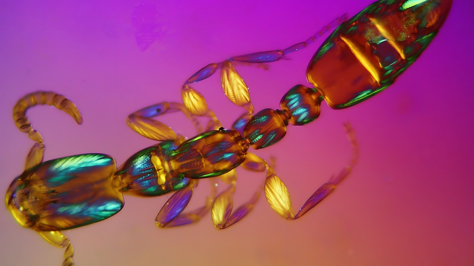 The Big Story of Tiny Creatures: Ants The Big Story of Tiny Creatures: Ants