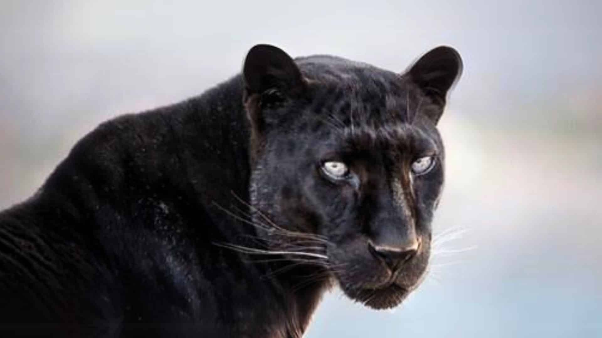 Dark Lords of the Forest: Black Panthers