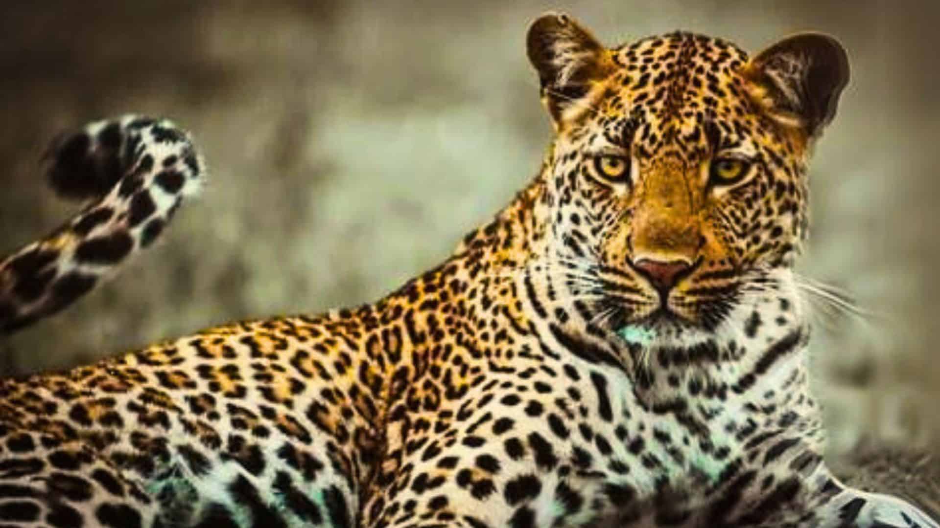 Dark Lords of the Forest: Black Panthers