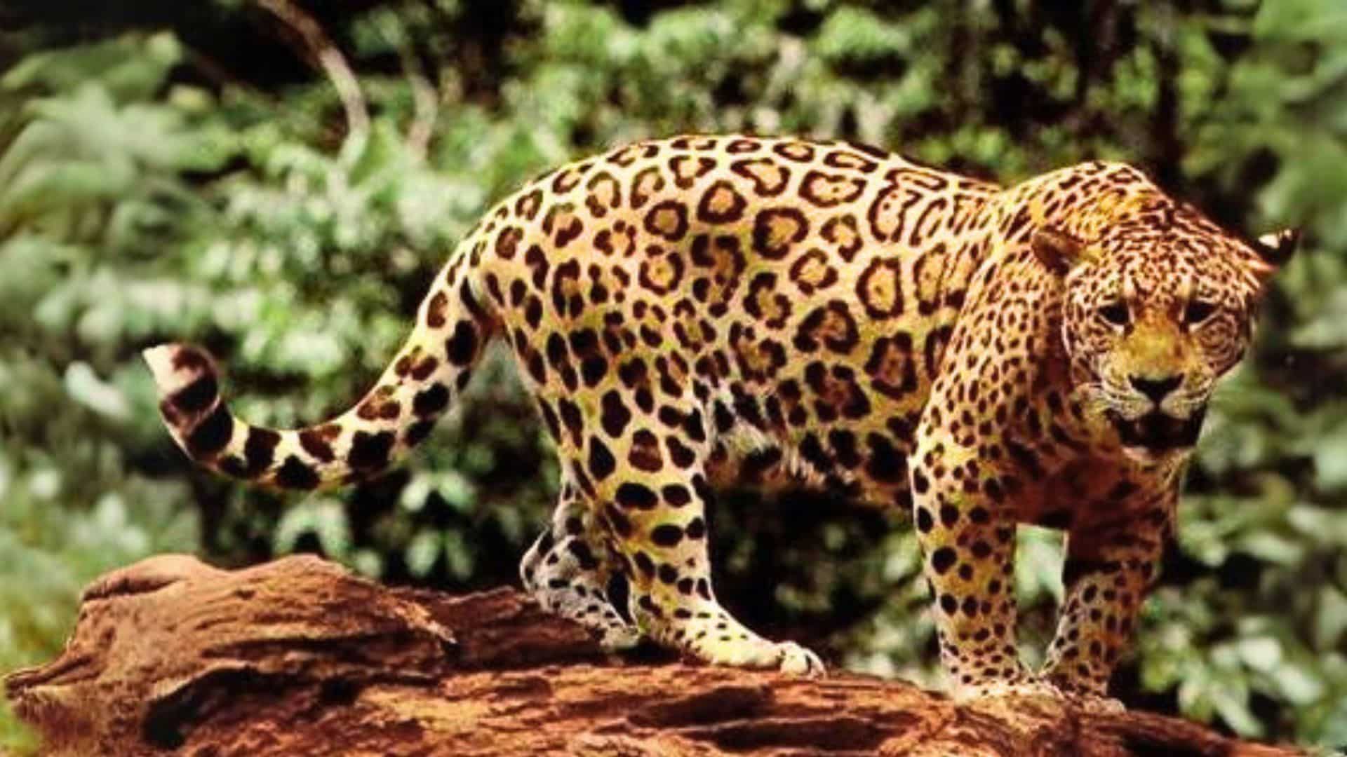 Dark Lords of the Forest: Black Panthers