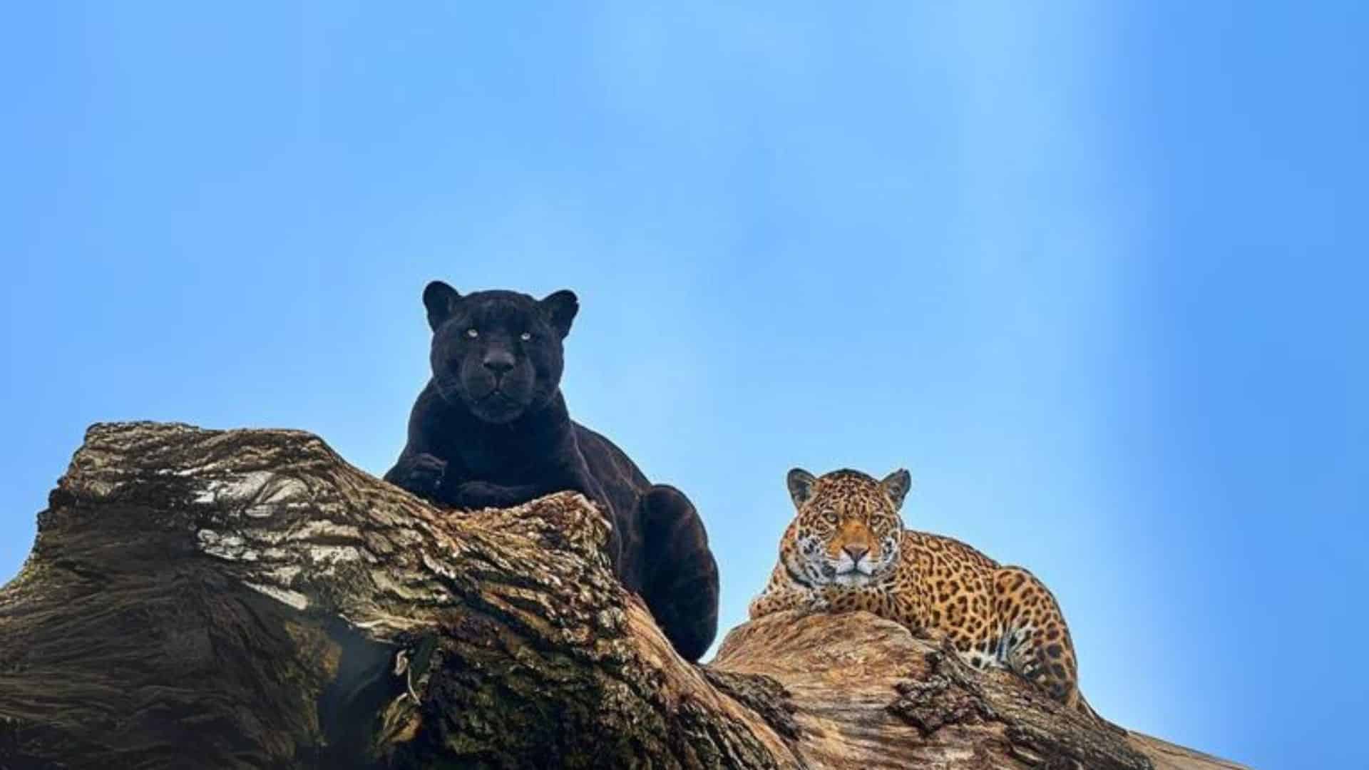 Dark Lords of the Forest: Black Panthers