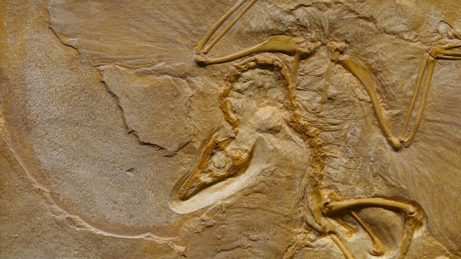 De-extinction: Can Jurassic Park Become Reality? De-extinction: Can Jurassic Park Become Reality?