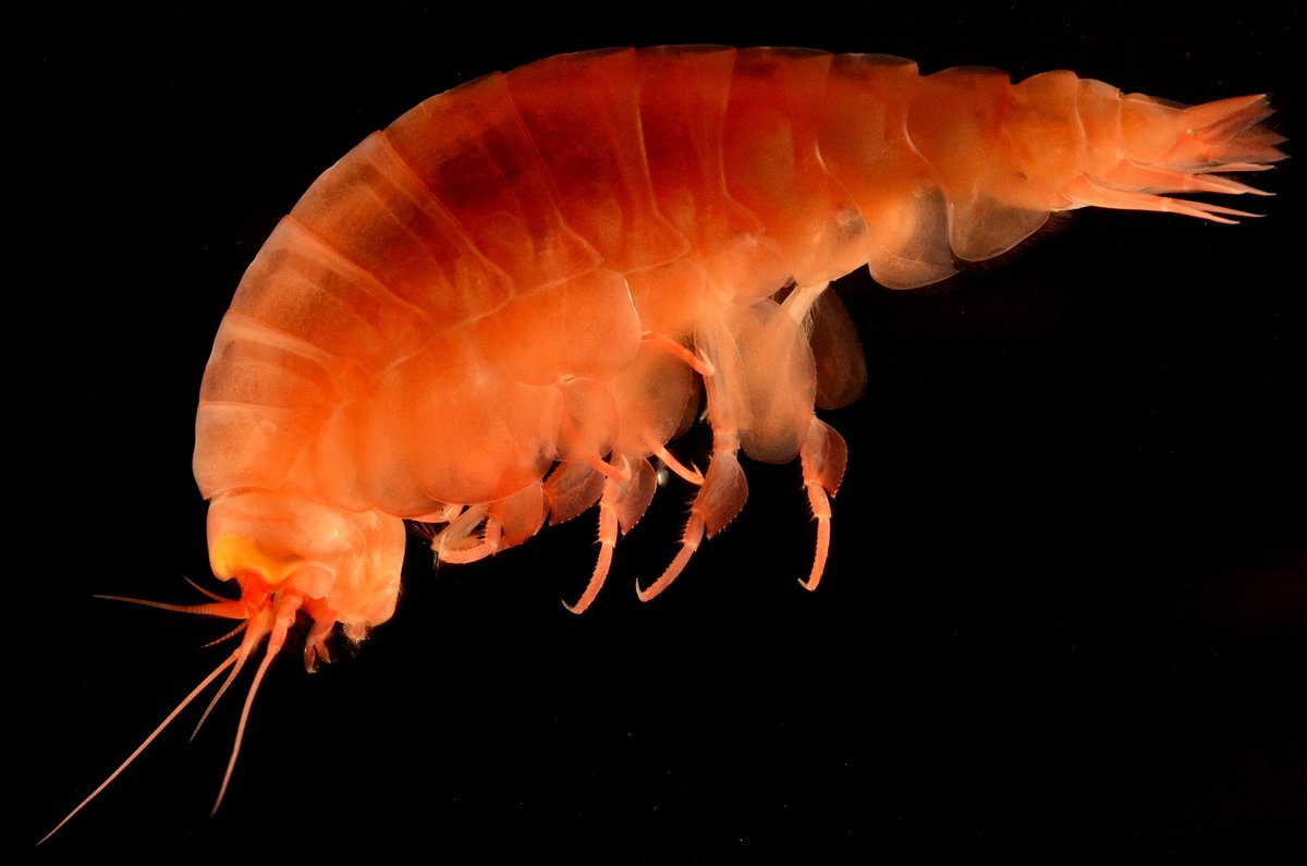 The Deepest Point on Earth: The Mariana Trench
