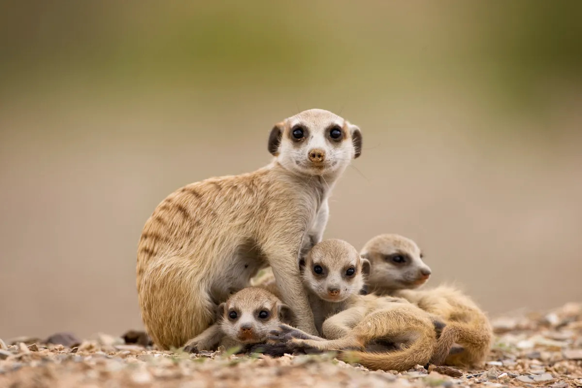 The Desert's Loyal Minions: Meerkats The Desert's Loyal Minions: Meerkats