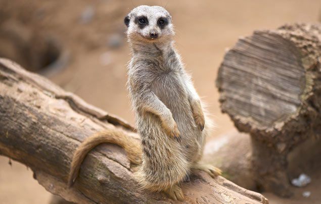 The Desert's Loyal Minions: Meerkats The Desert's Loyal Minions: Meerkats