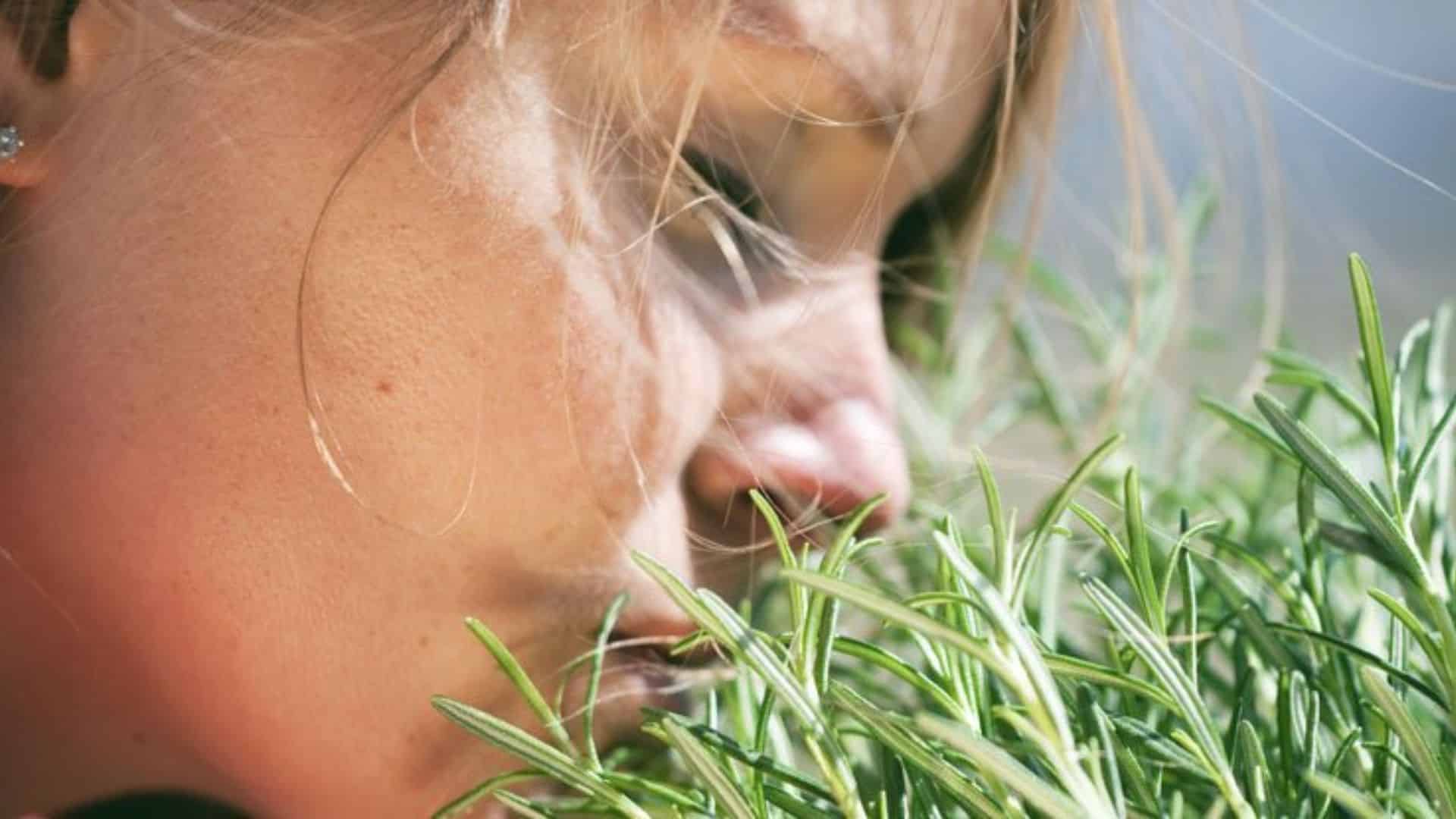 Does Rosemary Turn Hair White? Does Rosemary Turn Hair White?