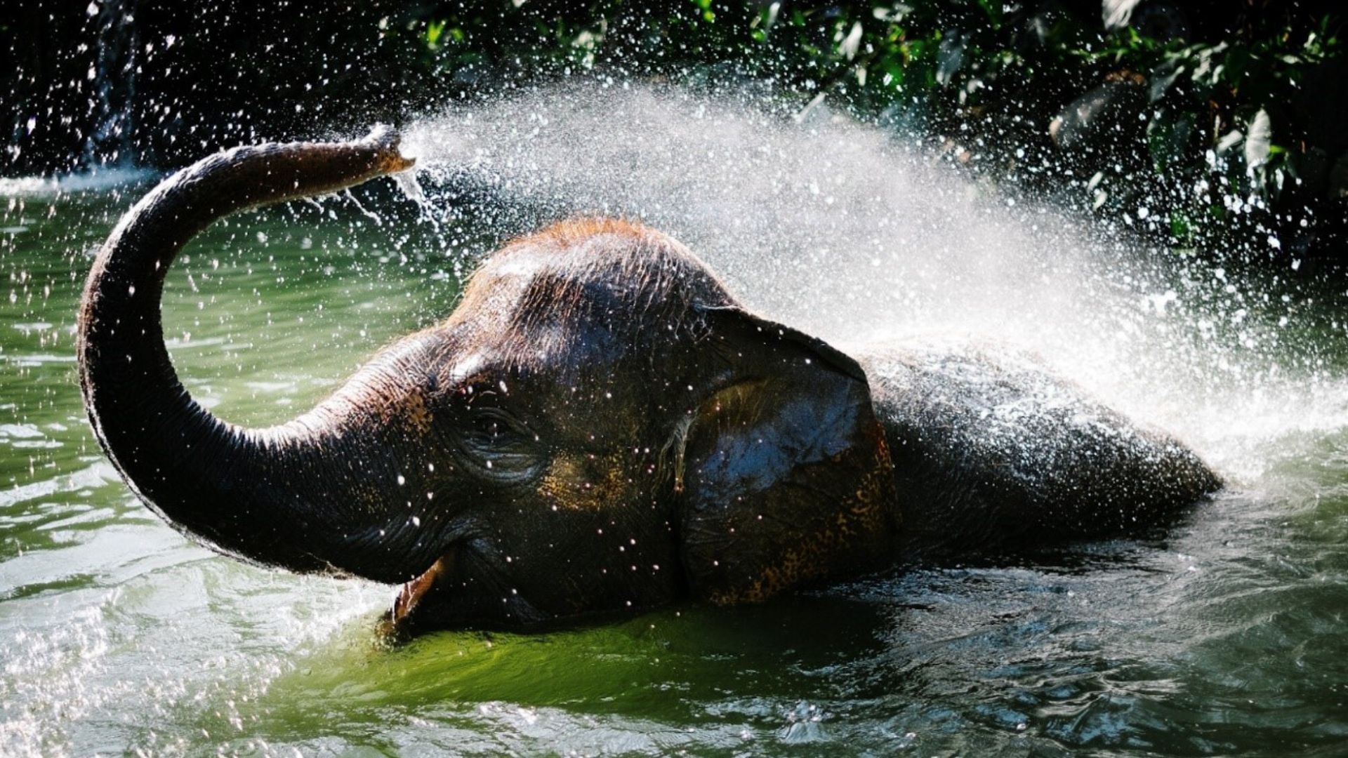 Gentle Giants: Elephants Gentle Giants: Elephants