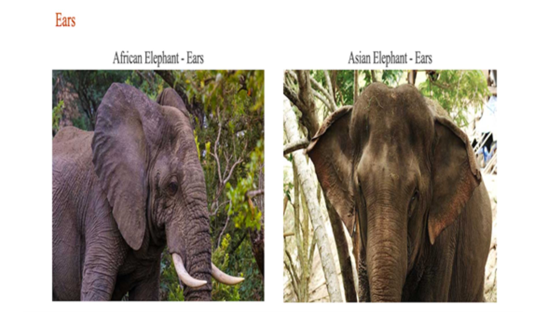 Gentle Giants: Elephants Gentle Giants: Elephants