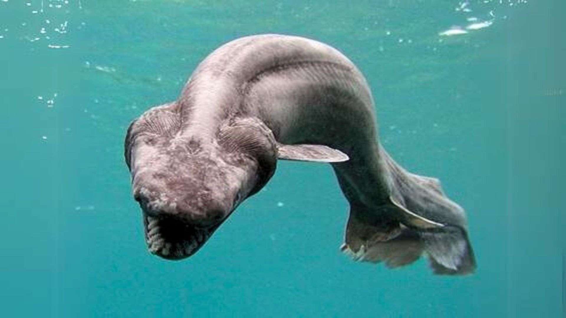 Guardians of the Ocean: Sharks Guardians of the Ocean: Sharks