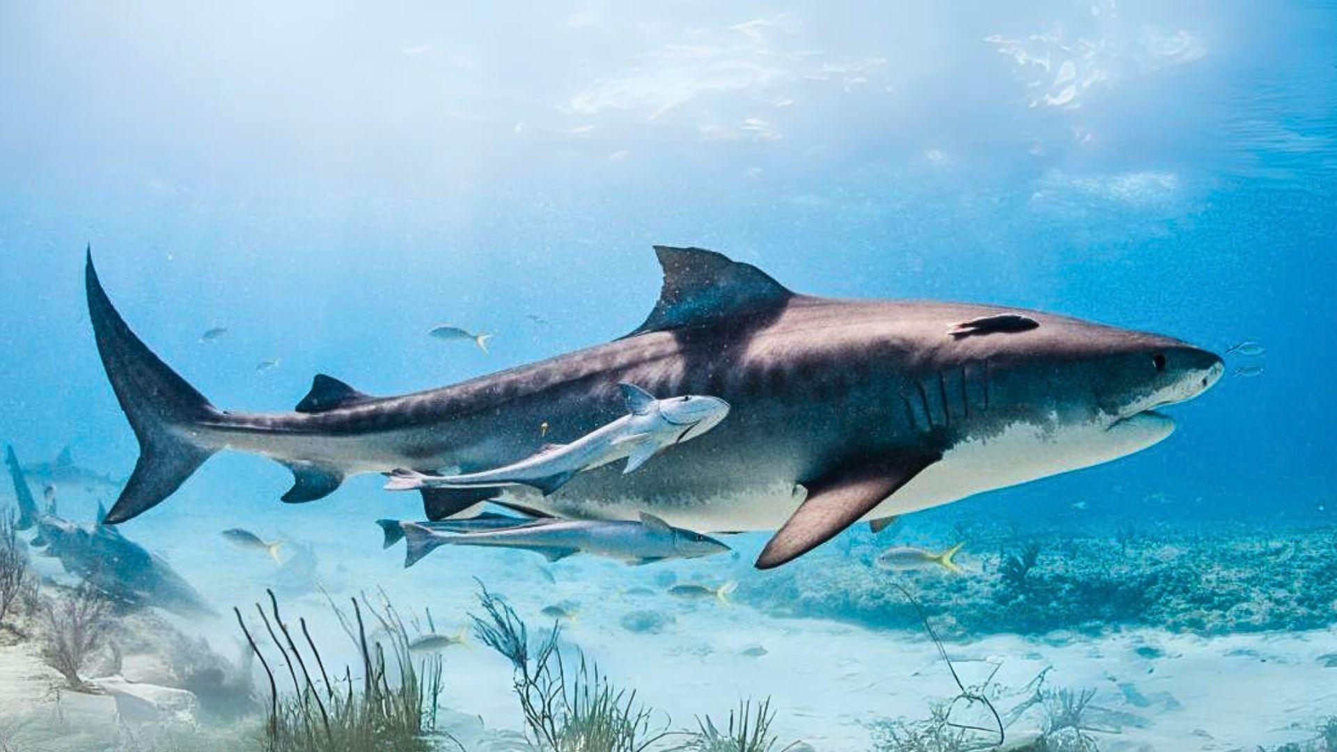 Guardians of the Ocean: Sharks Guardians of the Ocean: Sharks