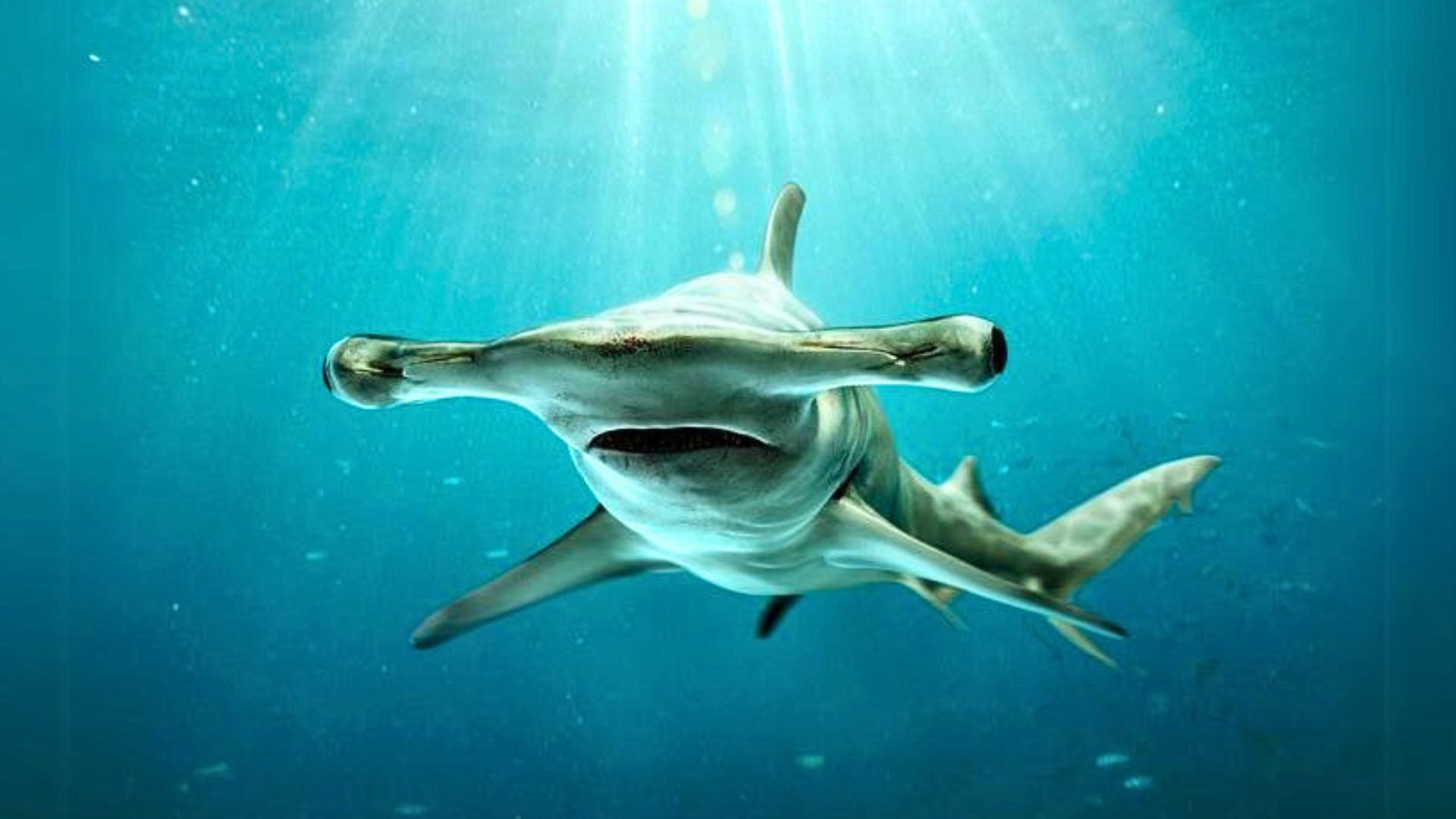Guardians of the Ocean: Sharks Guardians of the Ocean: Sharks