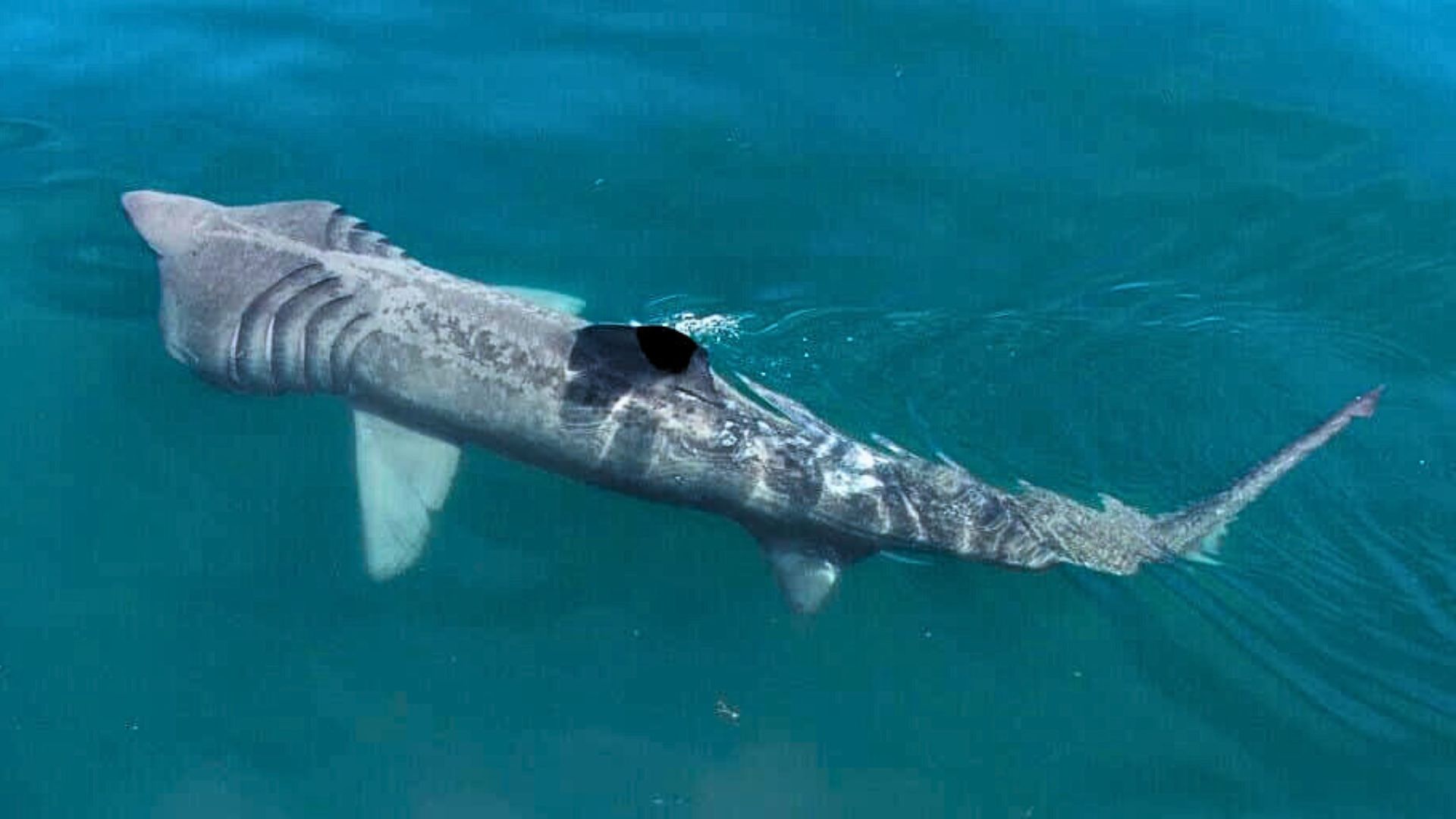 Guardians of the Ocean: Sharks Guardians of the Ocean: Sharks