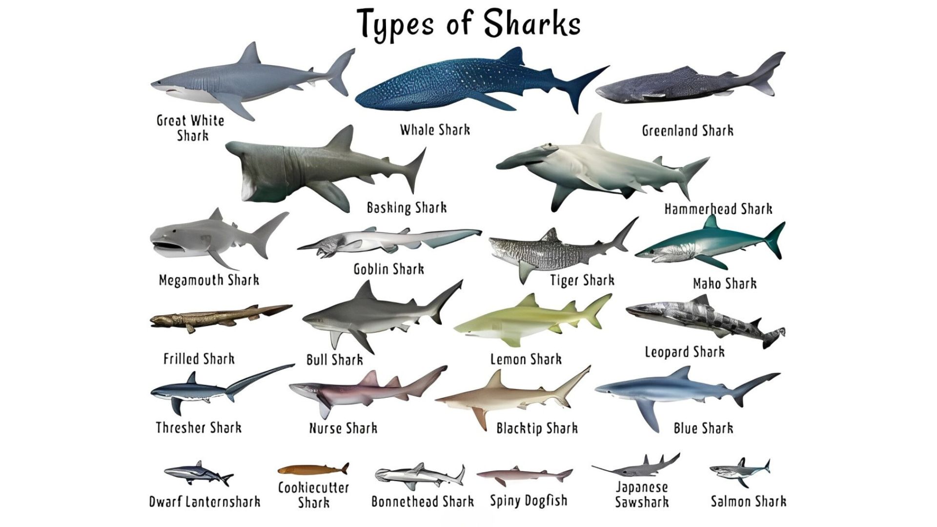 Guardians of the Ocean: Sharks Guardians of the Ocean: Sharks