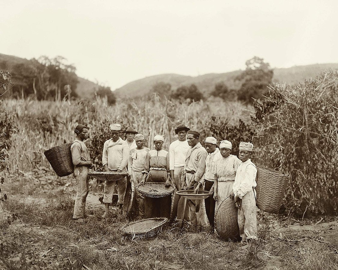 The Historical Journey of Coffee The Historical Journey of Coffee