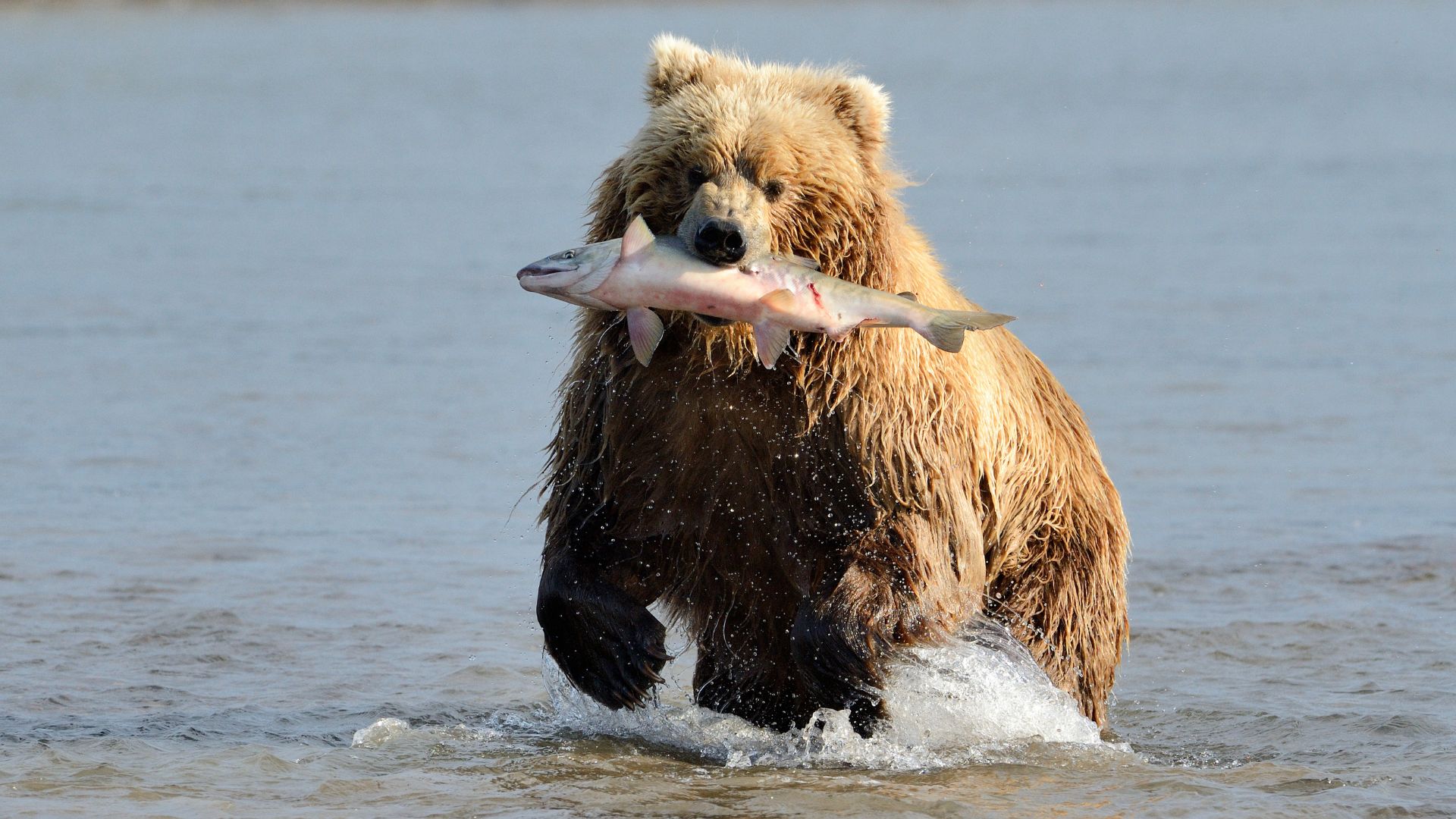When Hungry, He Is Not Himself: The Bear When Hungry, He Is Not Himself: The Bear