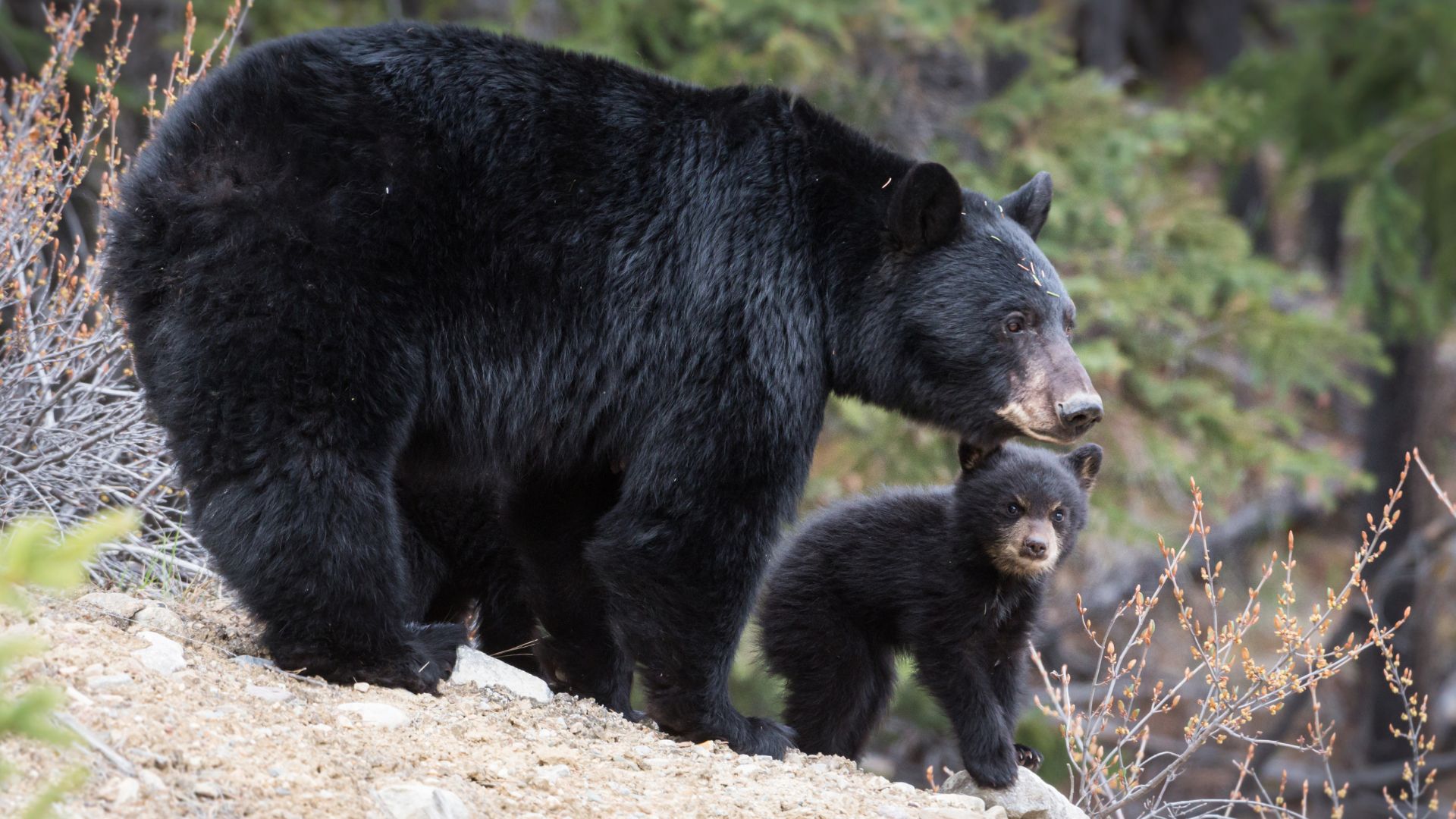 When Hungry, He Is Not Himself: The Bear When Hungry, He Is Not Himself: The Bear