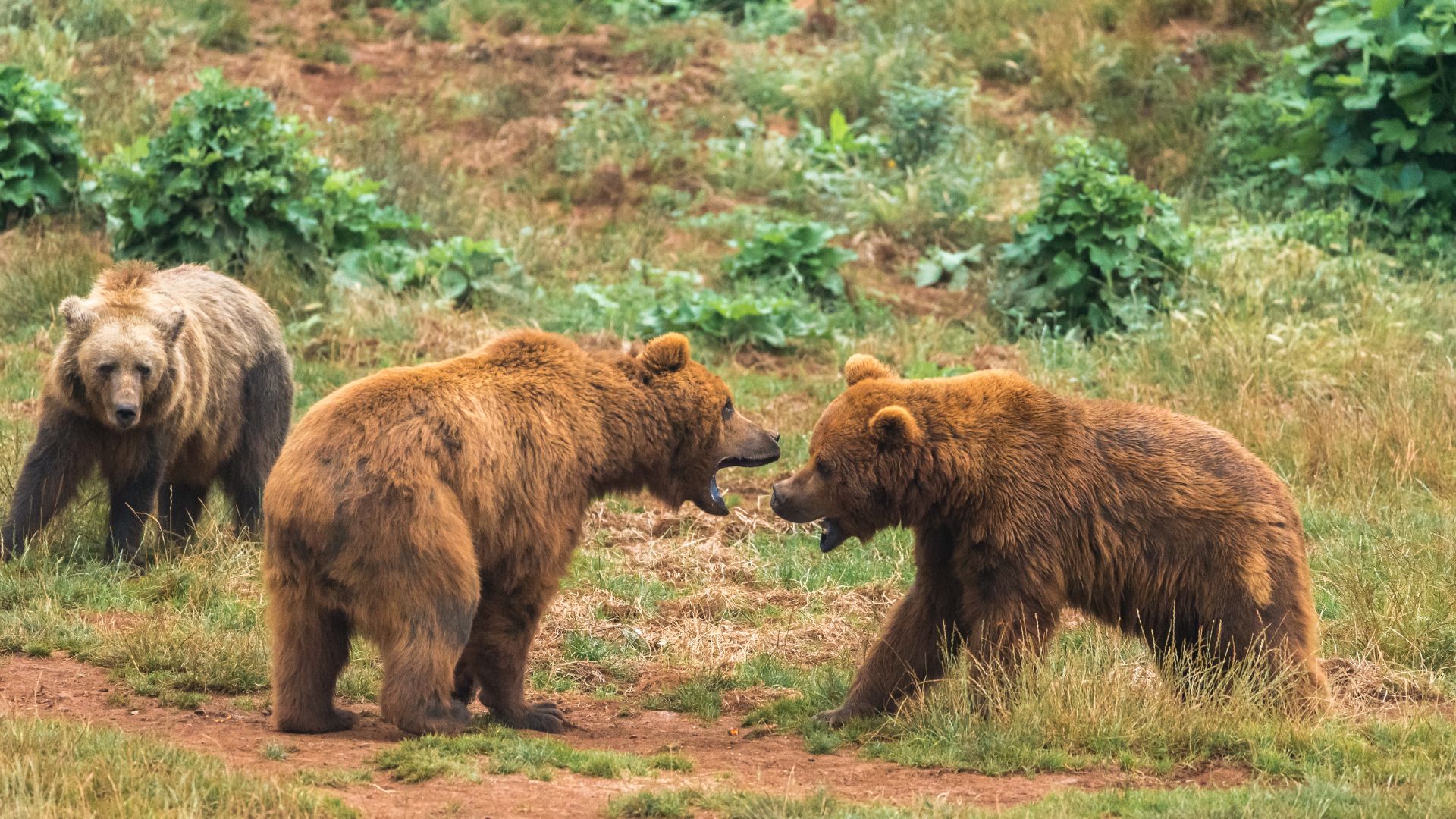 When Hungry, He Is Not Himself: The Bear When Hungry, He Is Not Himself: The Bear