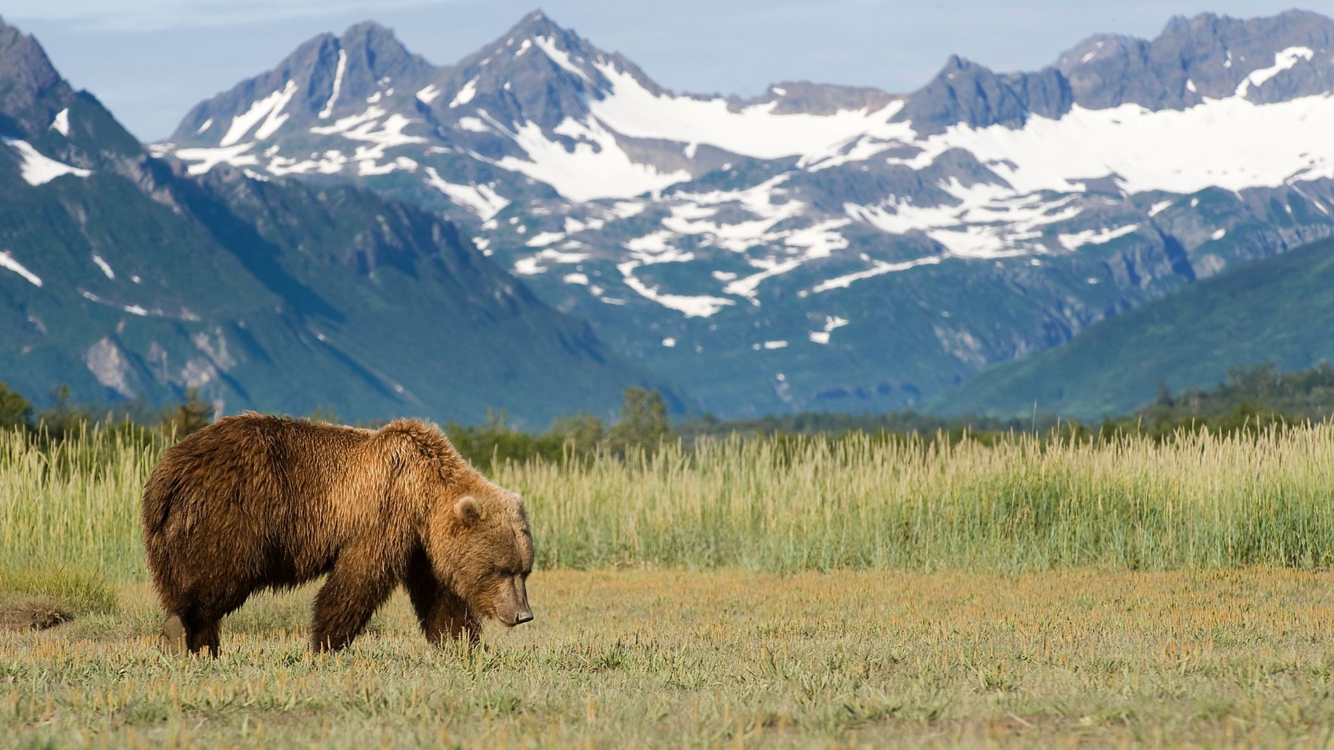 When Hungry, He Is Not Himself: The Bear When Hungry, He Is Not Himself: The Bear