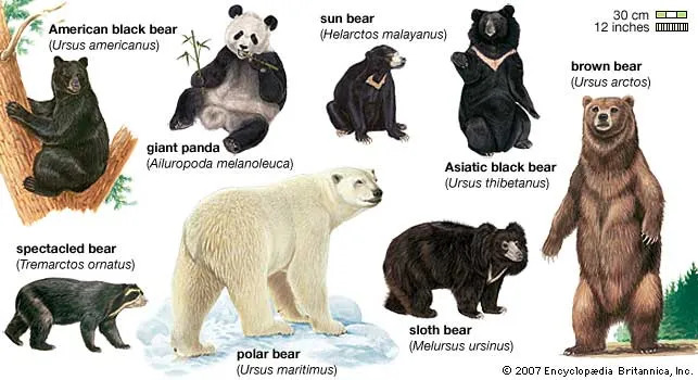 When Hungry, He Is Not Himself: The Bear When Hungry, He Is Not Himself: The Bear