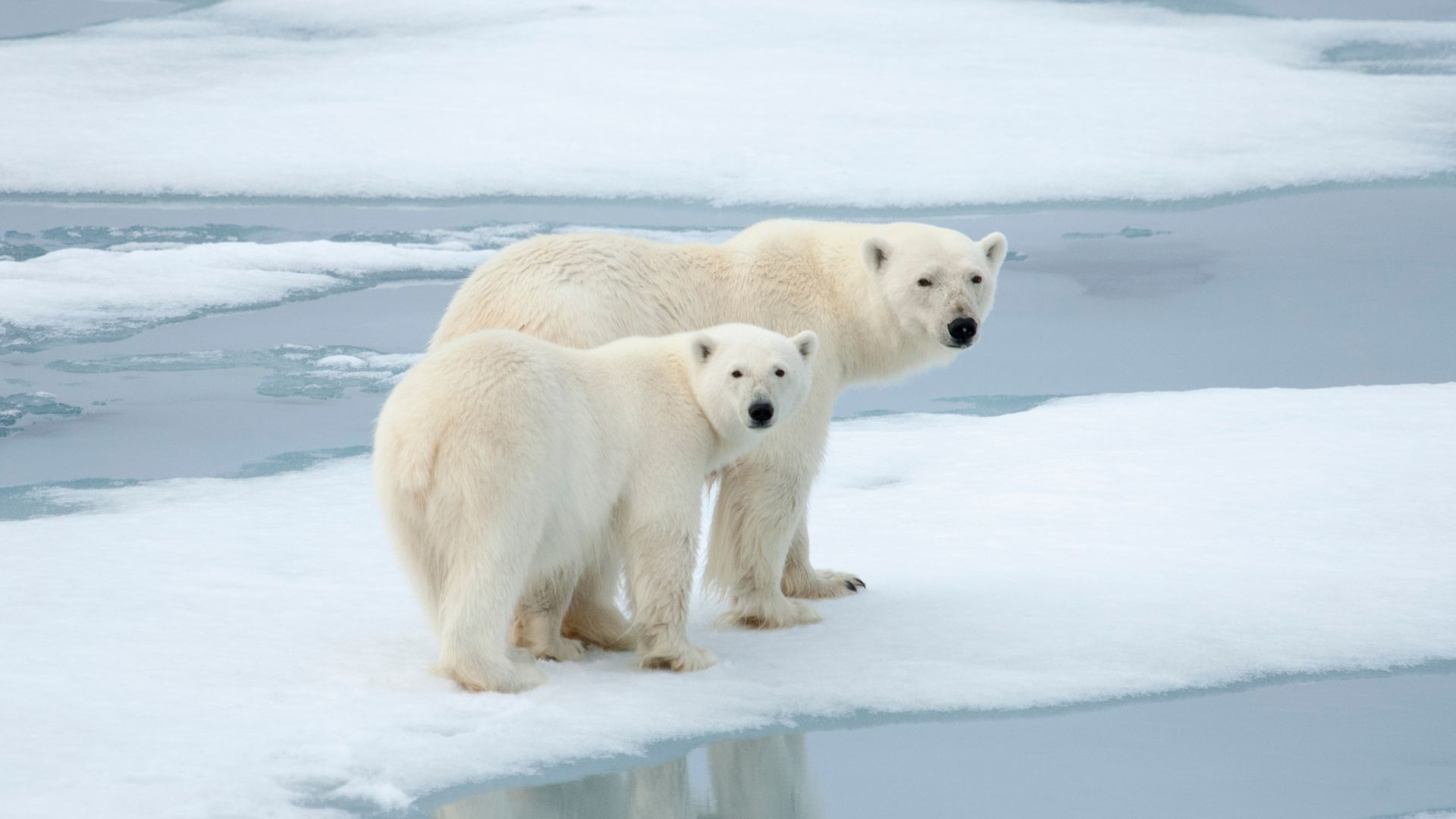 When Hungry, He Is Not Himself: The Bear When Hungry, He Is Not Himself: The Bear