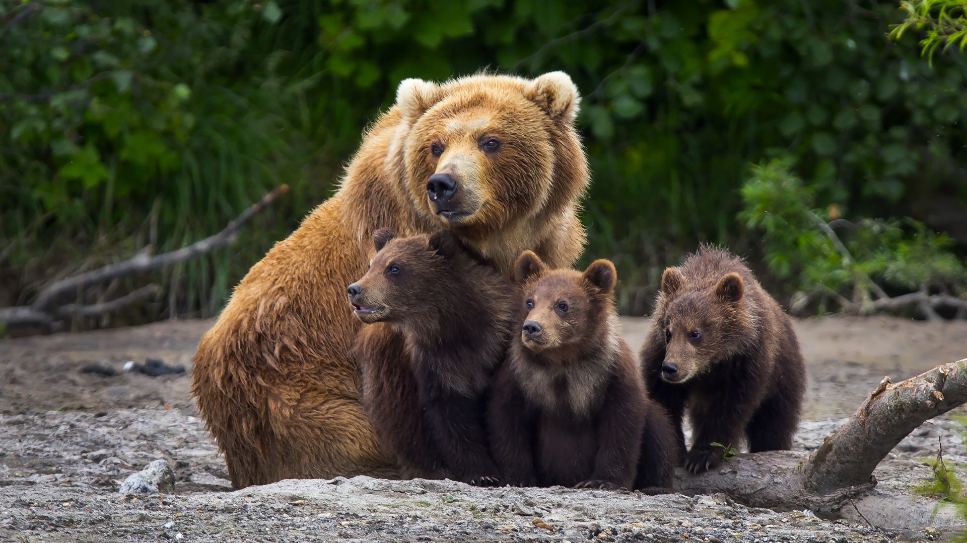 When Hungry, He Is Not Himself: The Bear When Hungry, He Is Not Himself: The Bear