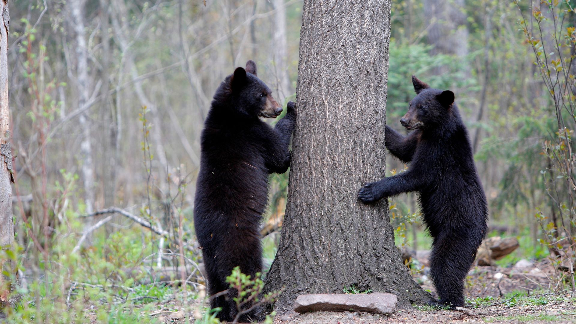 When Hungry, He Is Not Himself: The Bear When Hungry, He Is Not Himself: The Bear