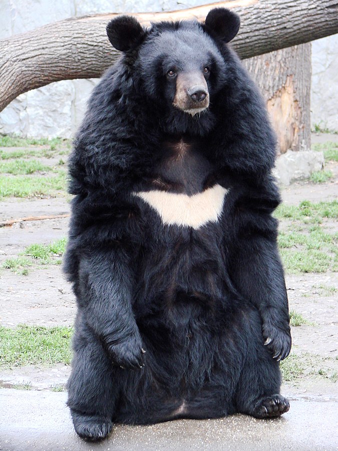 When Hungry, He Is Not Himself: The Bear When Hungry, He Is Not Himself: The Bear